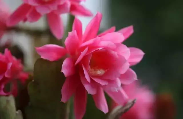 令箭荷花百度百科,令箭荷花,不是“荷花”的荷花!