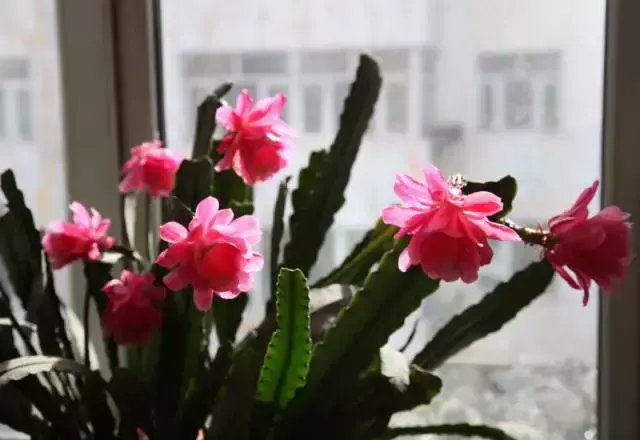 令箭荷花百度百科,令箭荷花,不是“荷花”的荷花!