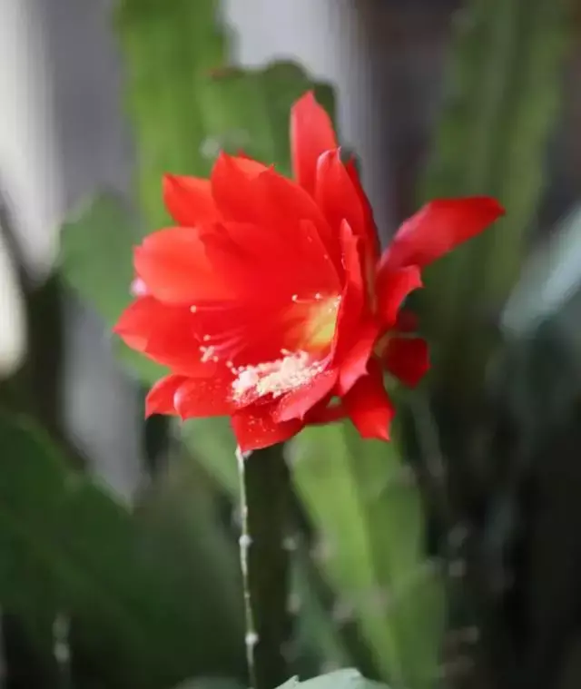 令箭荷花百度百科,令箭荷花,不是“荷花”的荷花!