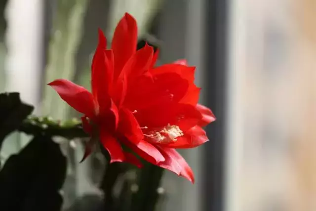 令箭荷花百度百科,令箭荷花,不是“荷花”的荷花!