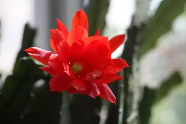 令箭荷花百度百科,令箭荷花,不是“荷花”的荷花!