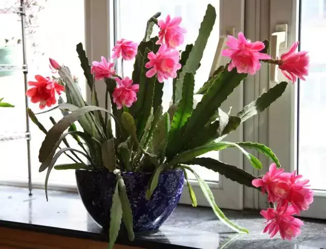 令箭荷花百度百科,令箭荷花,不是“荷花”的荷花!