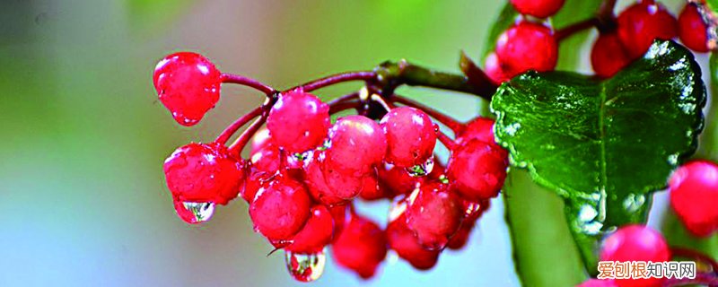 金玉满堂怎么过冬 金玉满堂树咋过冬