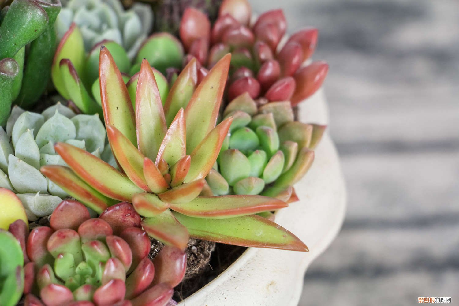 刚栽的多肉要浇水吗 刚栽的多肉要浇水吗