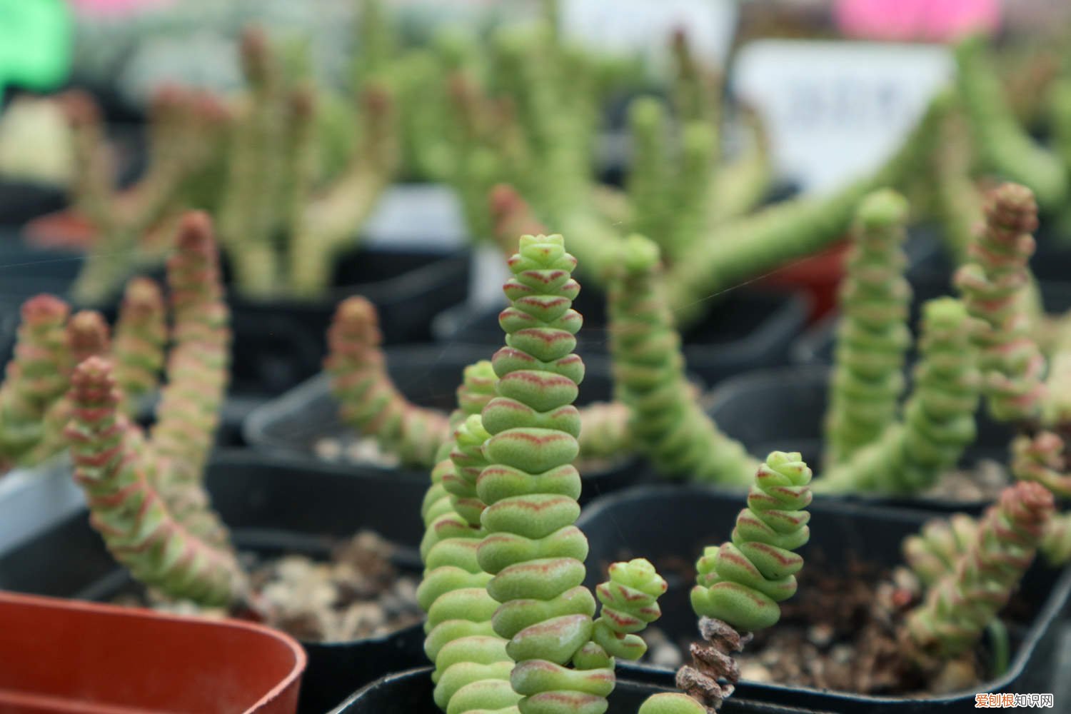 如何修剪钱串 钱串砍头教程