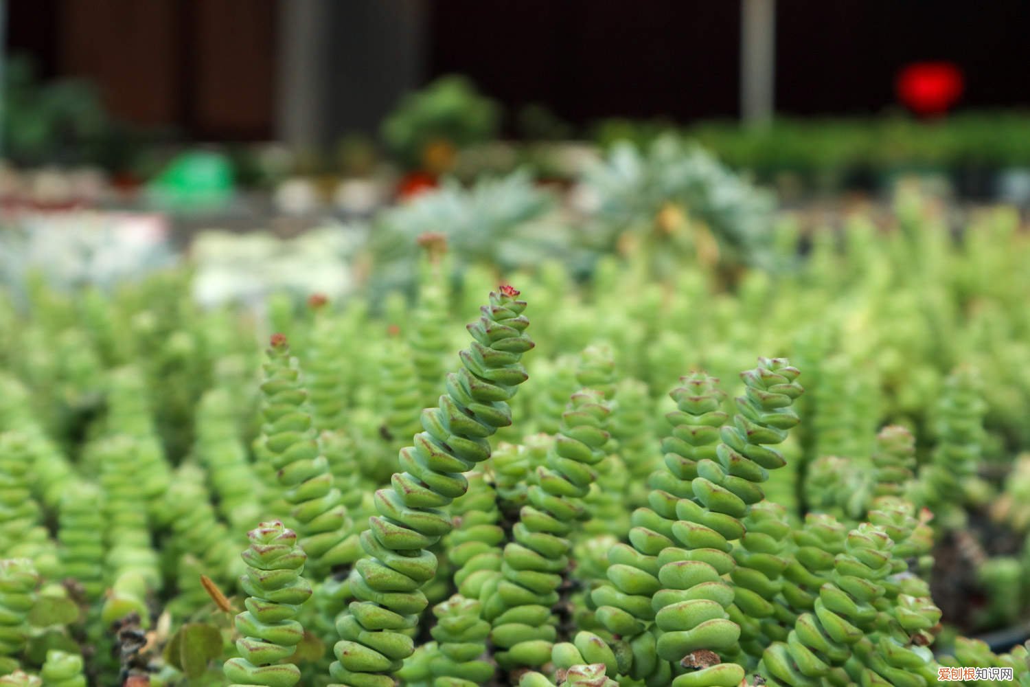 如何修剪钱串 钱串砍头教程