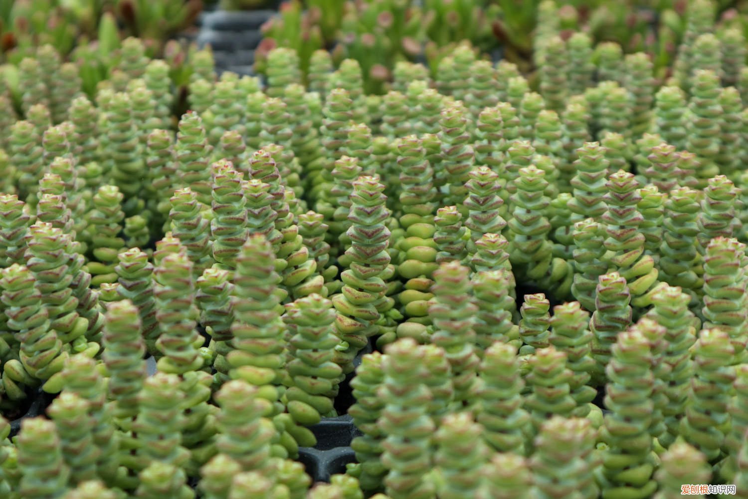 如何修剪钱串 钱串砍头教程