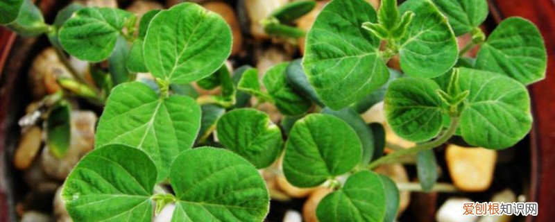 黄豆怎么种小盆栽好 黄豆怎么种小盆栽