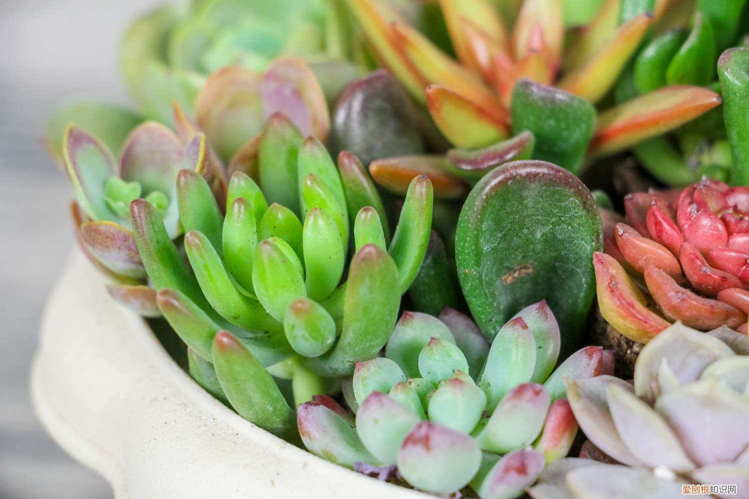 多肉移植后可以浇水吗 多肉移植后要浇水吗