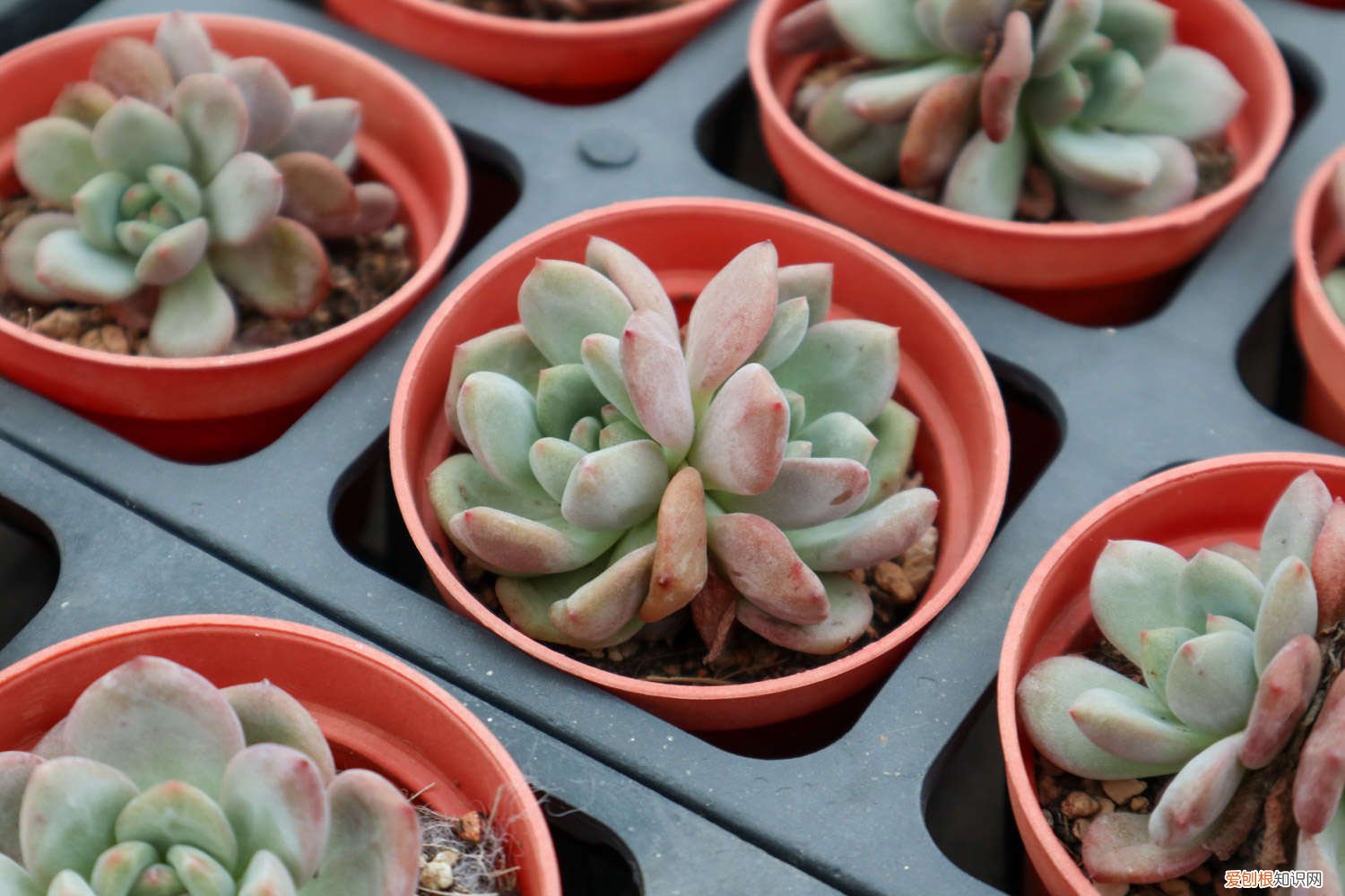 多肉移植后可以浇水吗 多肉移植后要浇水吗