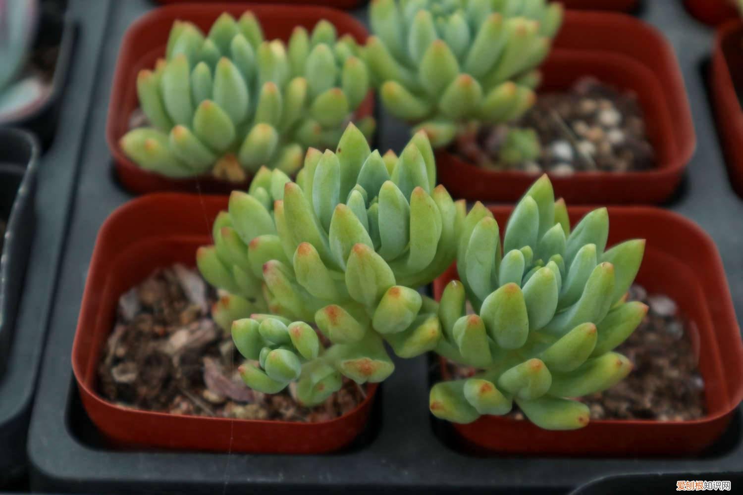 多肉移植后可以浇水吗 多肉移植后要浇水吗