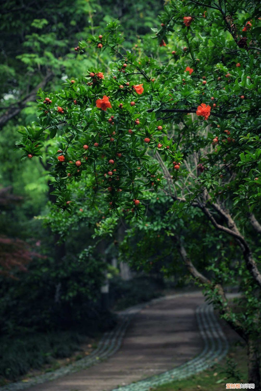 石榴嫁接时间和方法|春季嫁接 石榴嫁接的时间和方法
