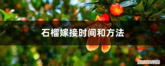 石榴嫁接时间和方法|春季嫁接 石榴嫁接的时间和方法