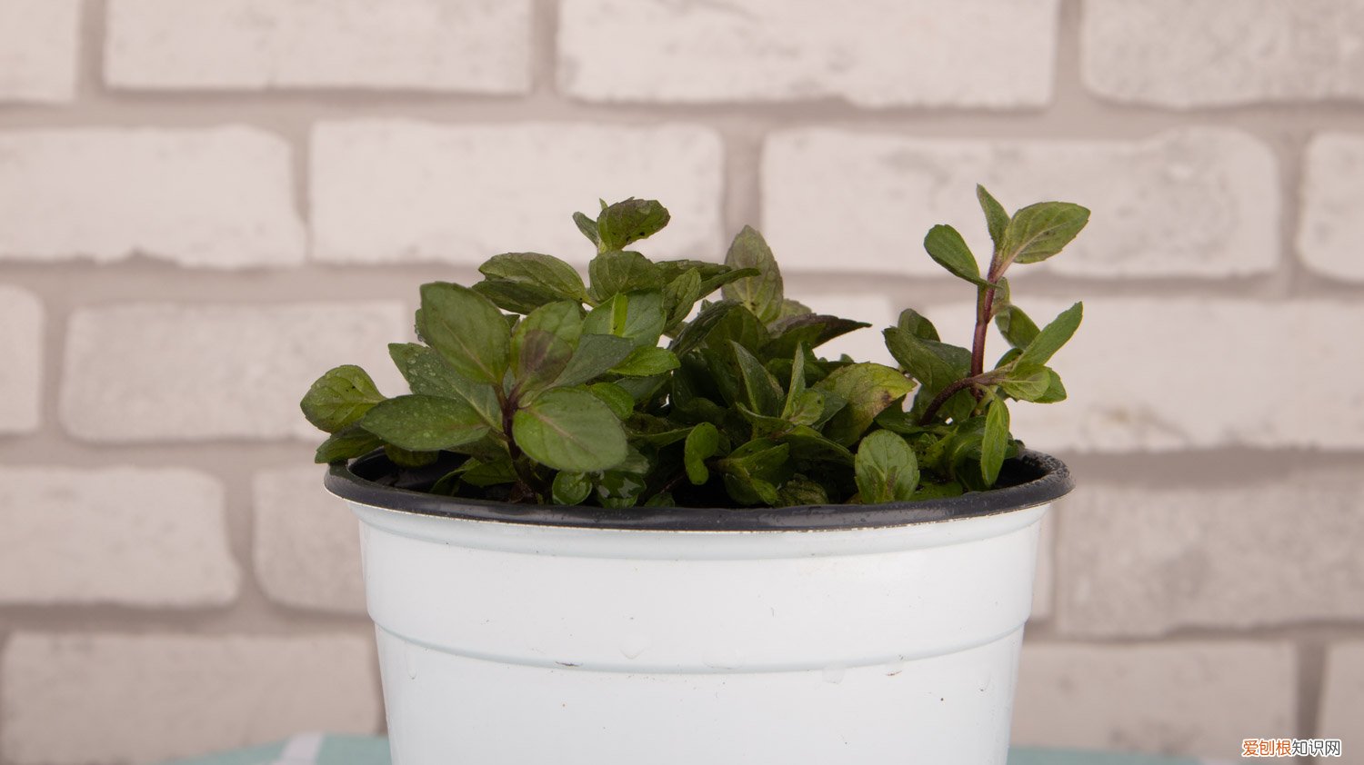 卧室里放薄荷盆栽可以吗 薄荷花怎么养，可以放卧室吗