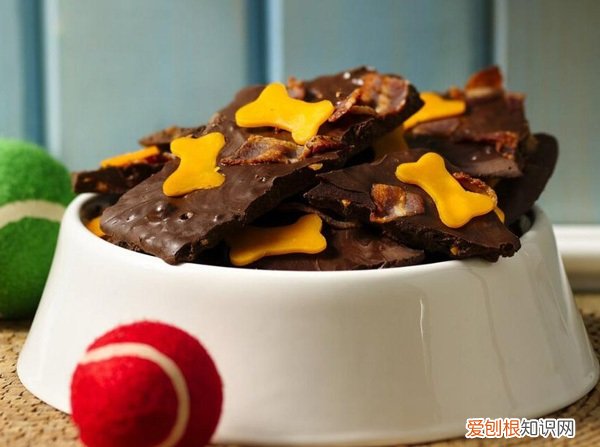 奶糕狗粮需要泡吗 奶糕狗粮怎么泡