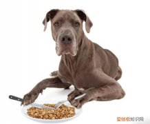 狗粮咋吃好 狗粮怎么吃最有营养