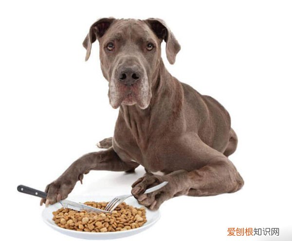 狗粮咋吃好 狗粮怎么吃最有营养