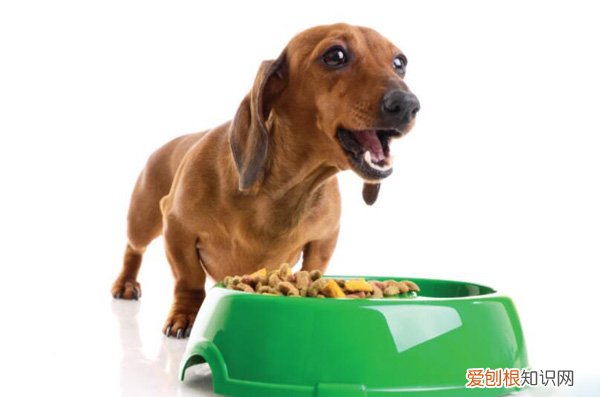 幼狗为什么要泡狗粮水 幼狗为什么要泡狗粮