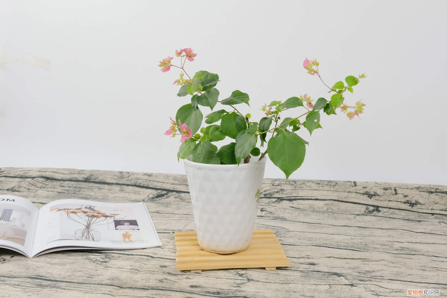 怎样扦插三角梅? 怎样扦插三角梅