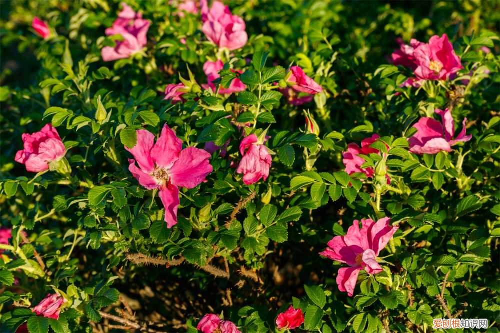 老桩玫瑰如何发芽快 老桩玫瑰如何发芽