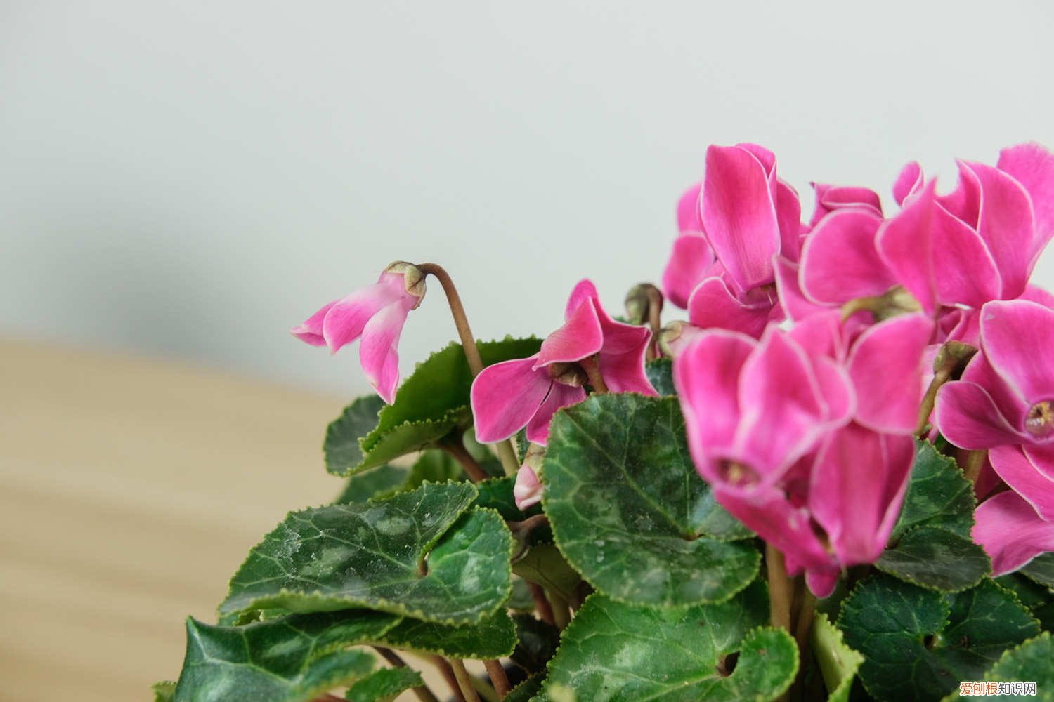 客来仙的养殖方法 仙来客怎么养