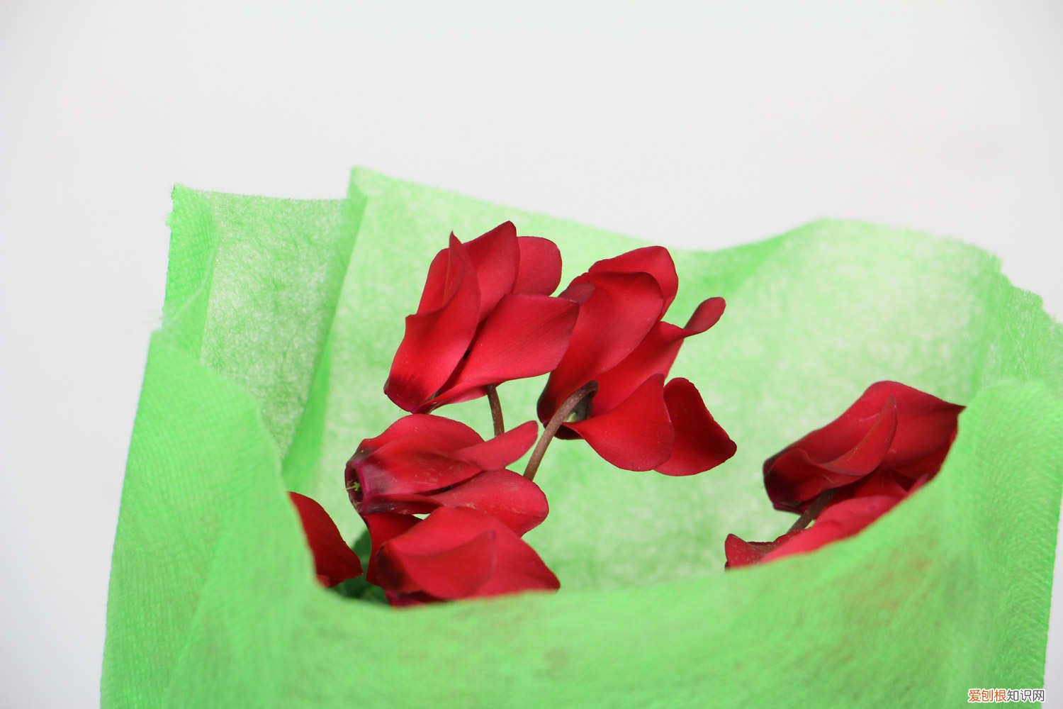 客来仙的养殖方法 仙来客怎么养