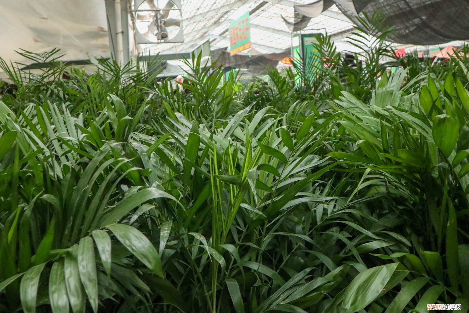 夏威夷椰子的养殖方法和注意事项 夏威夷椰子怎么养