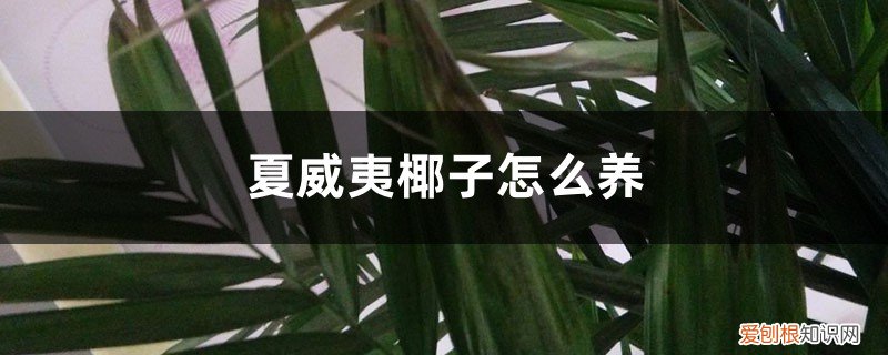 夏威夷椰子的养殖方法和注意事项 夏威夷椰子怎么养