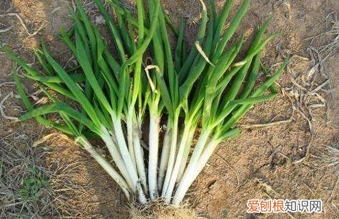 蔬菜也有保质期这样的菜千万别吃