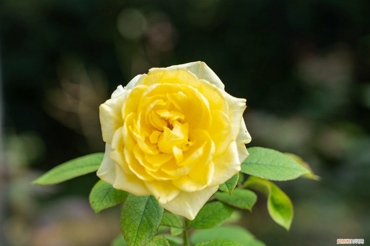 月季花施肥方法和时间 月季花的施肥方法