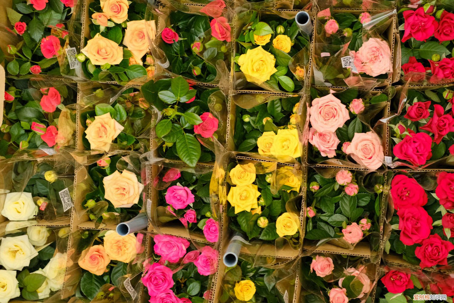 月季花施肥方法和时间 月季花的施肥方法