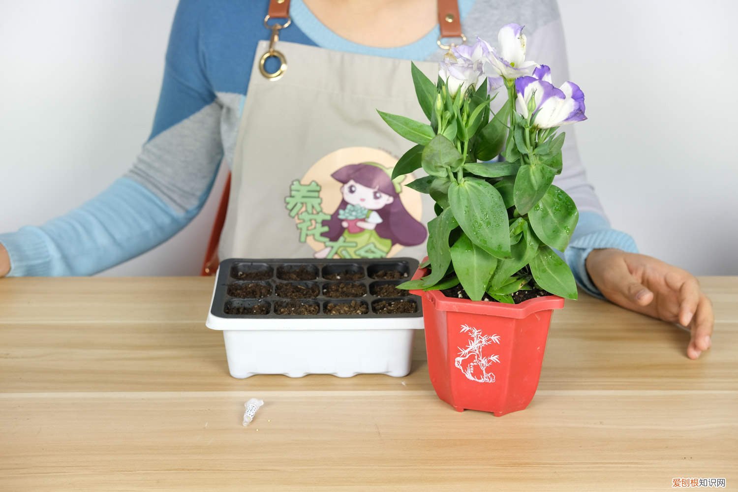 洋桔梗鲜花怎么养活 洋桔梗鲜花怎么养