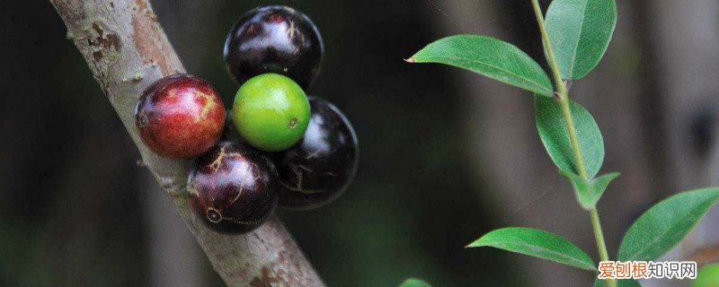 嘉宝果怎样浇水 嘉宝果浇水方法