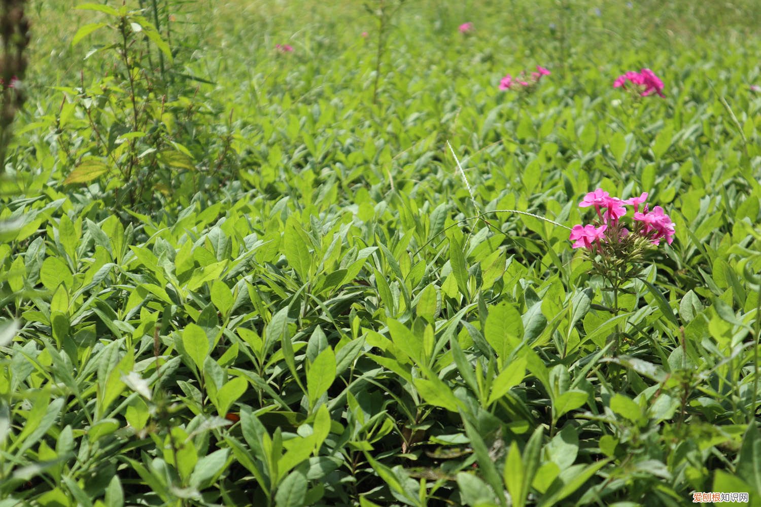 香石竹的栽培技术 香石竹养殖方法