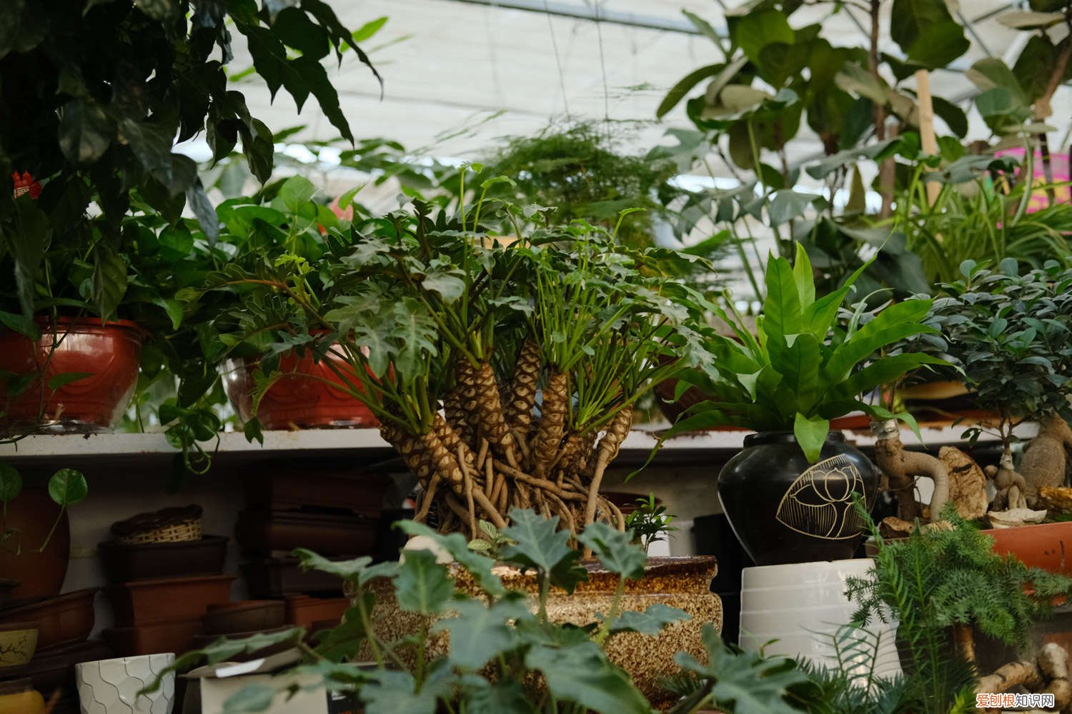 仙羽蔓绿绒怎么养成老桩 仙羽蔓绿绒怎么养