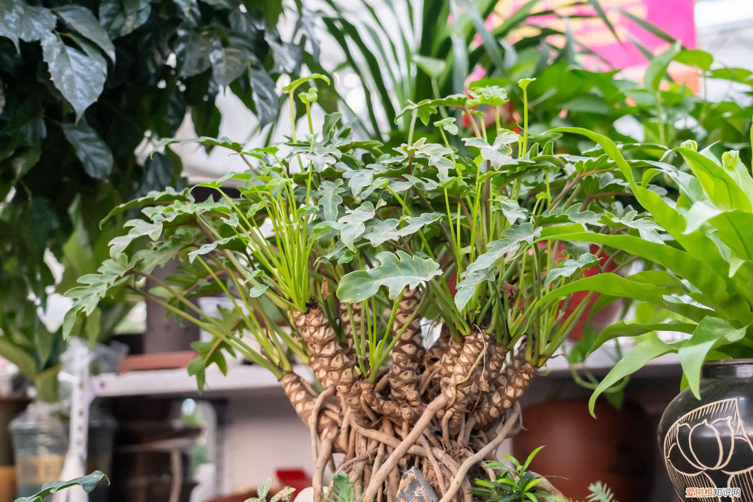 仙羽蔓绿绒怎么养成老桩 仙羽蔓绿绒怎么养