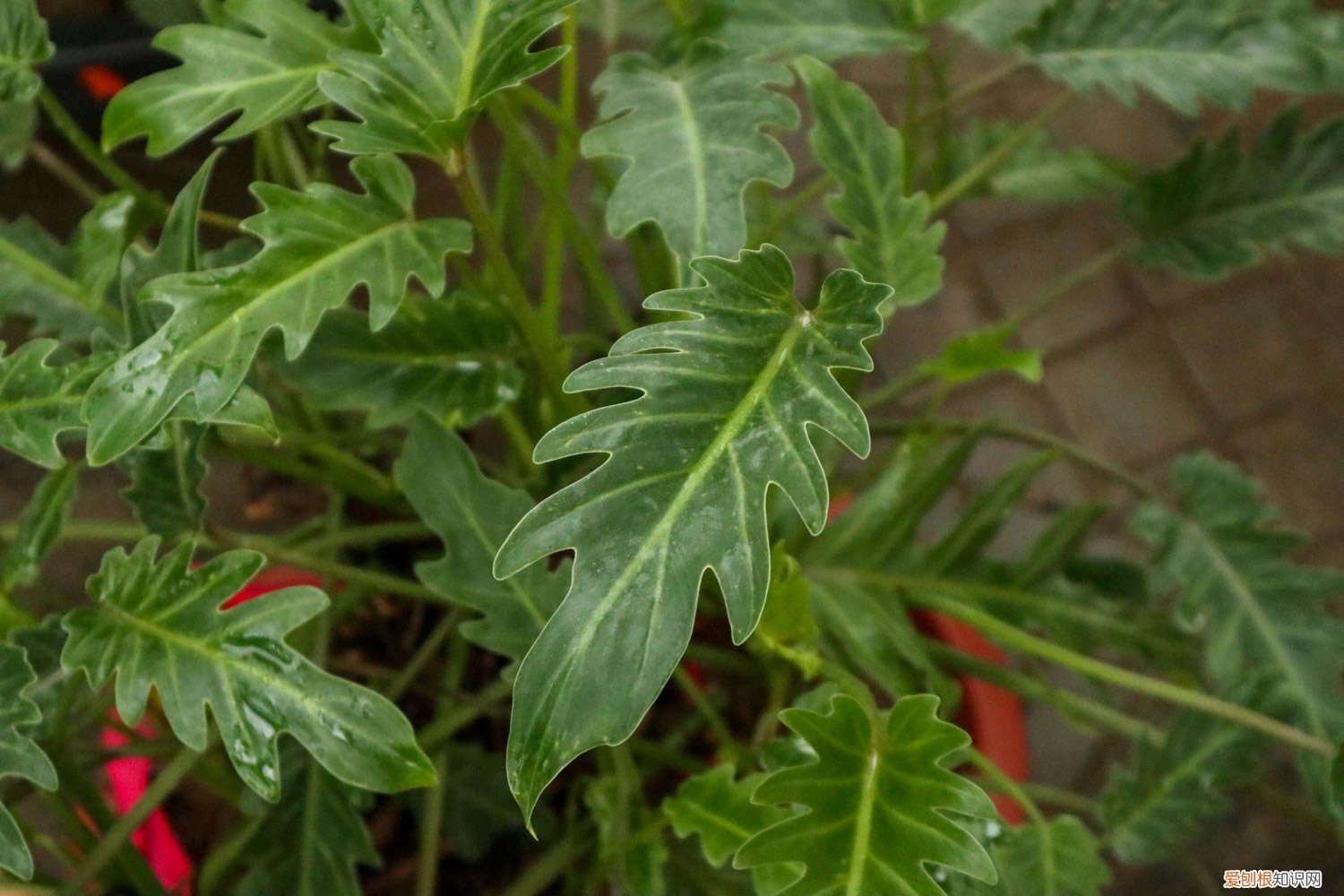 仙羽蔓绿绒怎么养成老桩 仙羽蔓绿绒怎么养