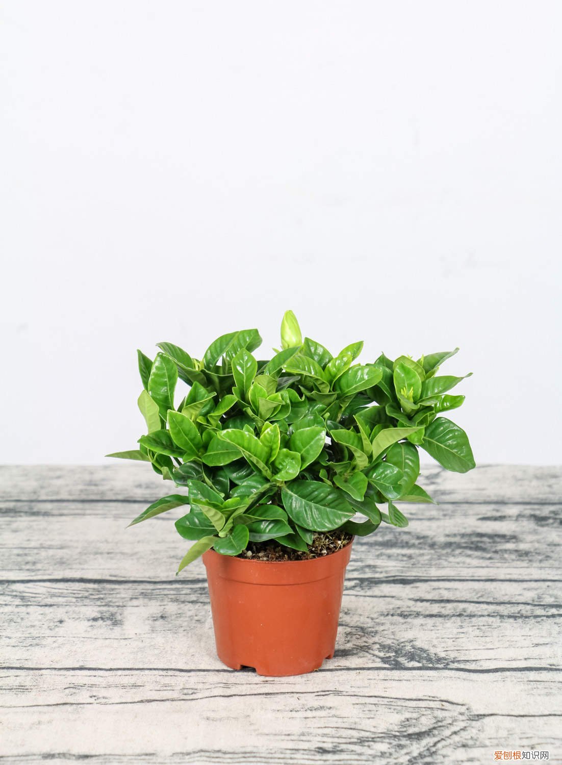 怎样养栀子花才长得好呢 怎样养栀子花才长得好