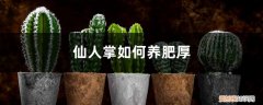 仙人掌如何养肥厚 仙人掌如何养肥厚