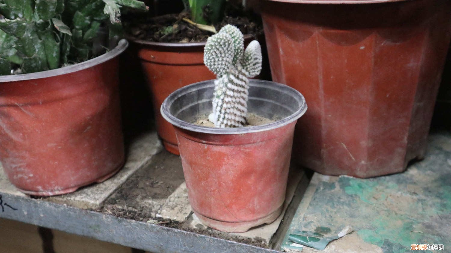 仙人掌如何养肥厚 仙人掌如何养肥厚