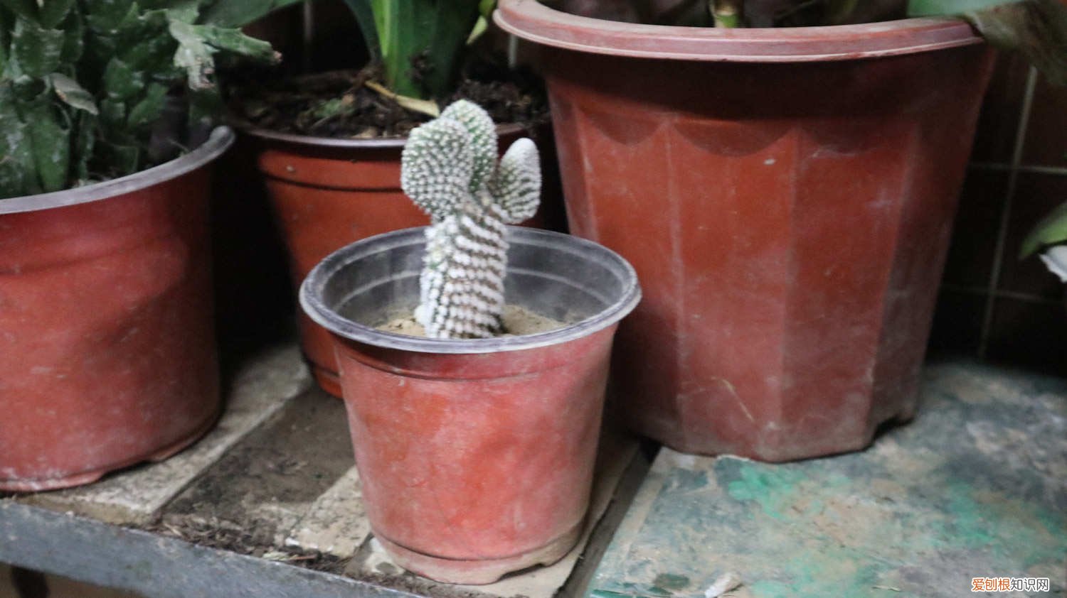 仙人掌如何养肥厚 仙人掌如何养肥厚