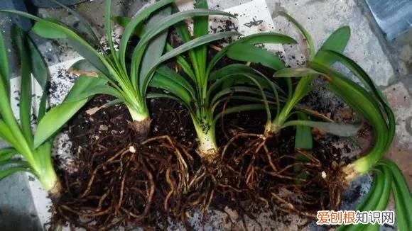 君子兰长得慢开的更慢，君子兰长的慢？它会不会怪你没有给他换个家？