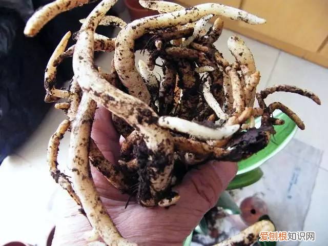 君子兰长得慢开的更慢，君子兰长的慢？它会不会怪你没有给他换个家？