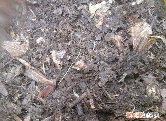 君子兰长得慢开的更慢，君子兰长的慢？它会不会怪你没有给他换个家？