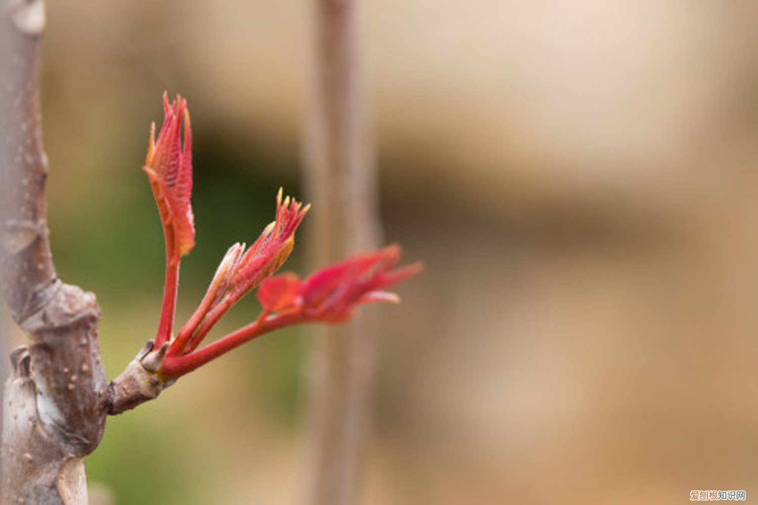 香椿树移栽最佳时间 香椿树种植最佳时间
