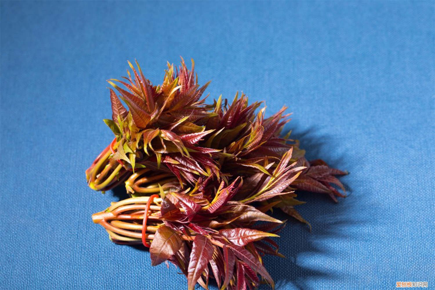 香椿树移栽最佳时间 香椿树种植最佳时间