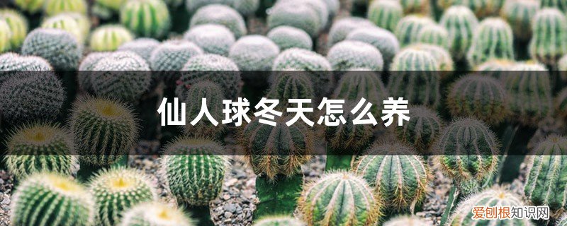仙人球怎么过冬天 仙人球冬天怎么养