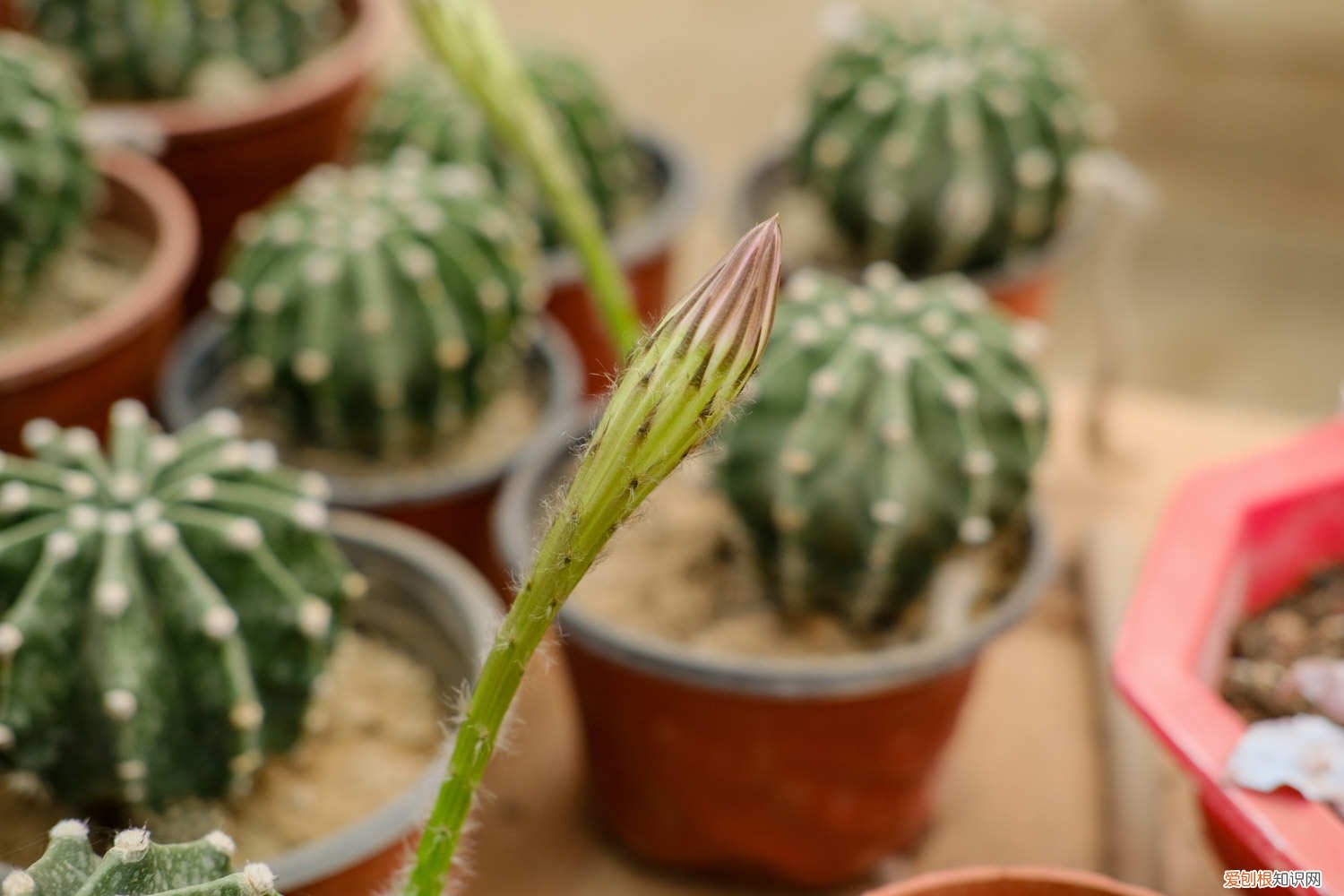 仙人球怎么过冬天 仙人球冬天怎么养