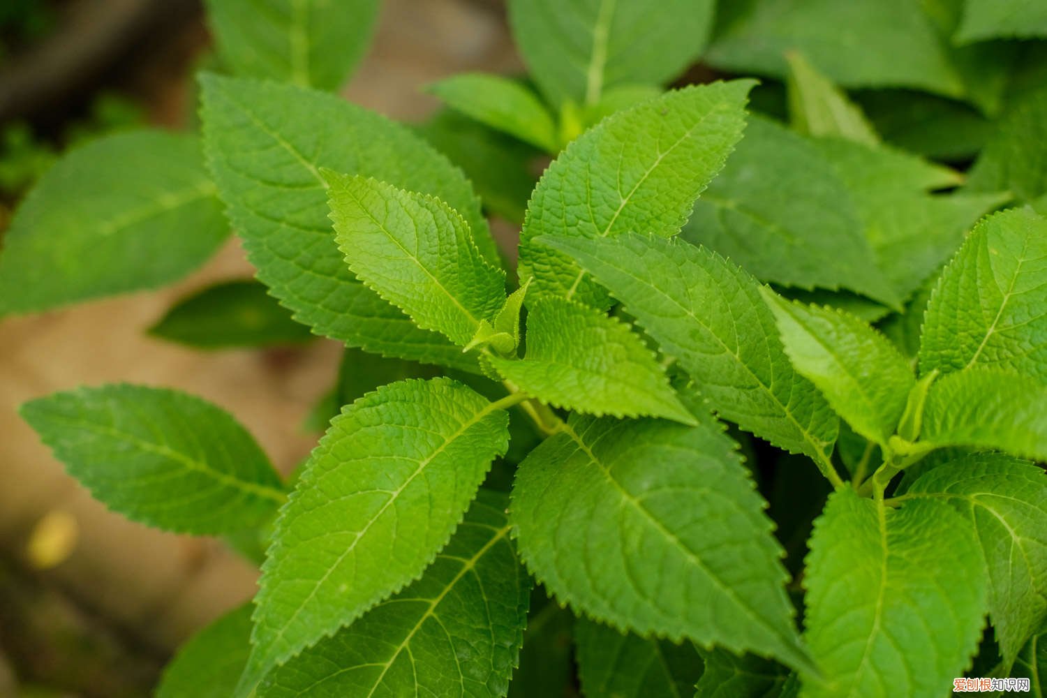 绣球几月份修剪六秋几月份千插 绣球几月份修剪