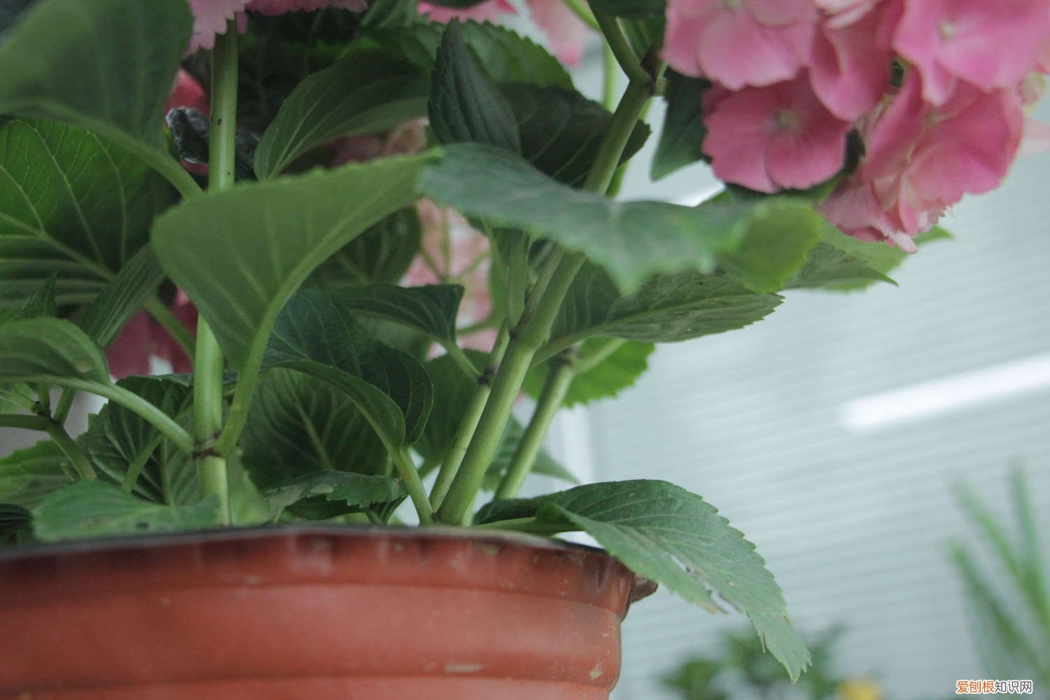 绣球几月份修剪六秋几月份千插 绣球几月份修剪